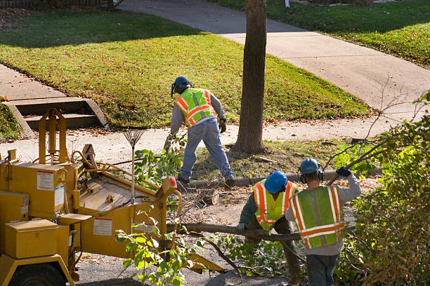 How Our Tree Care Process Works  in Bunk Foss, WA